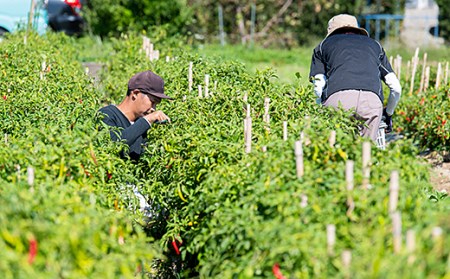佐賀産季節の旬野菜15種類（農薬・化学肥料不使用）露地栽培野菜 セット スローLIFEスローWORK大和：B150-008