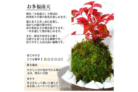 天然苔専門店 弥栄苔 選べる縁起物苔玉（2個セット）【155_1316】