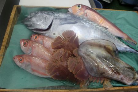 創業令和3年！何十年ぶりに浜田で鮮魚店誕生◎圧倒的気合の入ったイチオシ鮮魚 魚介類 魚貝類 鮮魚 魚 セット 詰め合わせ 【171_1640】