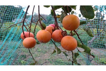 山陰浜田の美しくすっきりした味の甘柿「早秋」1箱（9～15個、約3kg）＜10月中旬以降発送＞【113_2061】