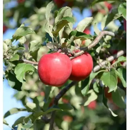 深川産りんご使用果実酒ふかがわシードルプレミアム【甘口 375ml×3本セット】【1345789】