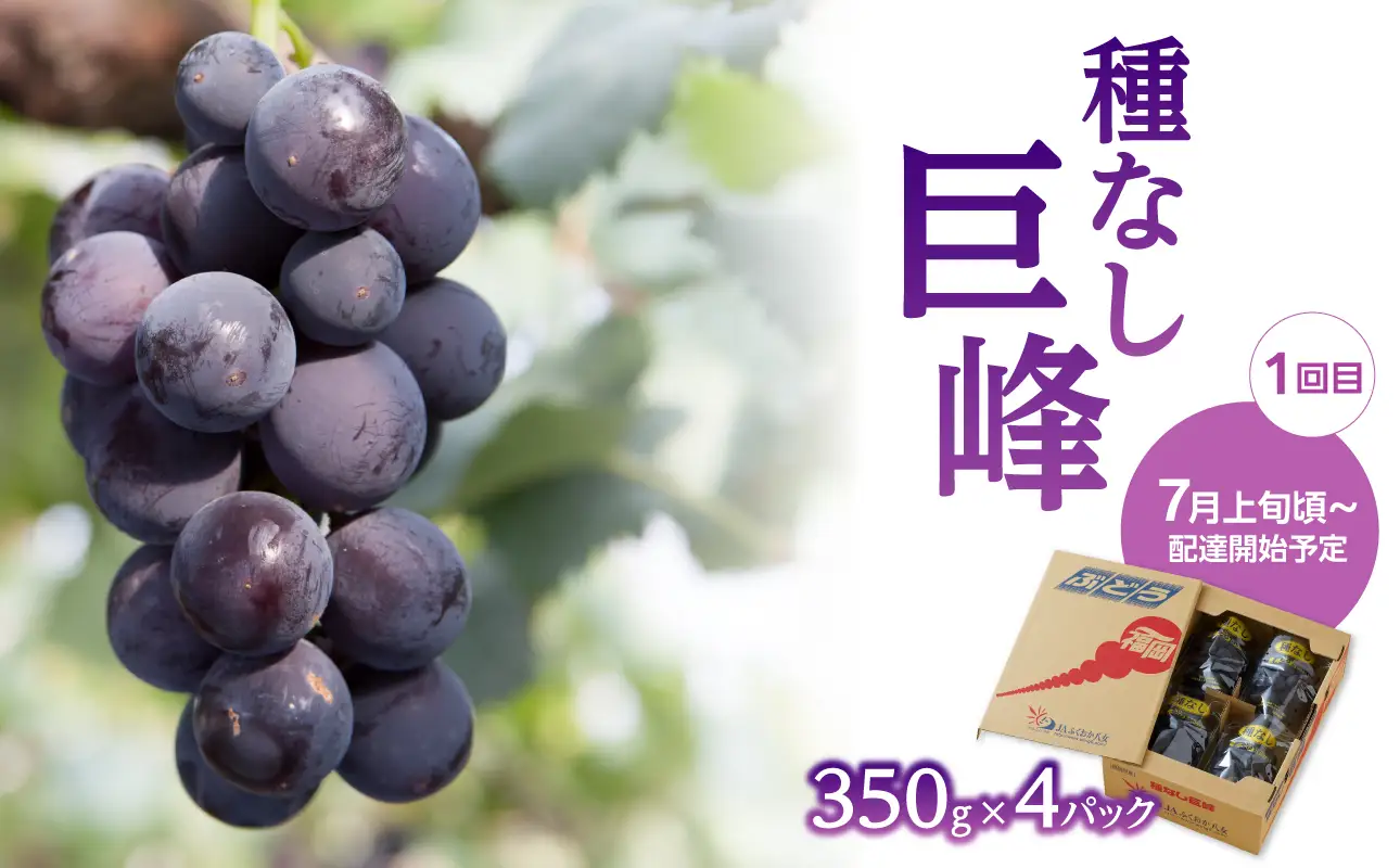 【先行受付】福岡ぶどう定期便【全3回】【JAふくおか】ぶどう食べ比べ便 各1.4kg（種なし巨峰、ピオーネ、シャインマスカット） 002-T002