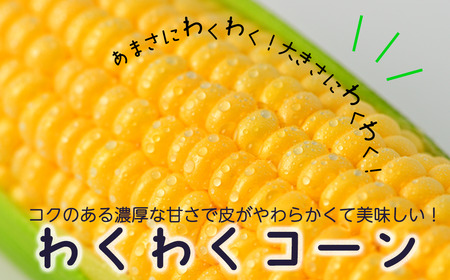 【令和8年産先行受付】北海道とままえ産スイートコーン　約15本（先行予約　北海道産　とうもろこし　とうきび　朝どれ　朝もぎ　旬　新鮮　送料無料　冷蔵）