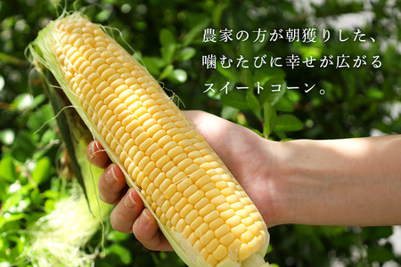 【数量限定 / 夏季限定】 朝穫りとうもろこし 約5kg トウモロコシ 朝どれ 朝採れ 朝採り 17-N 【7月上旬～8月中旬発送予定】