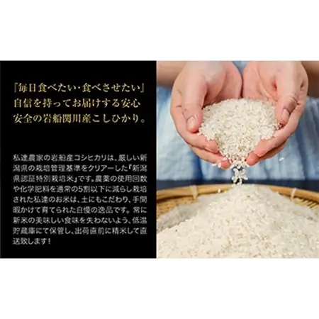 R7年産 関川村産こしひかり 精米6kg(2kg×3袋) ふっくら美味しさ 岩船米 [横山農産]_関川村産 こしひかり 先行予約_【1347088】