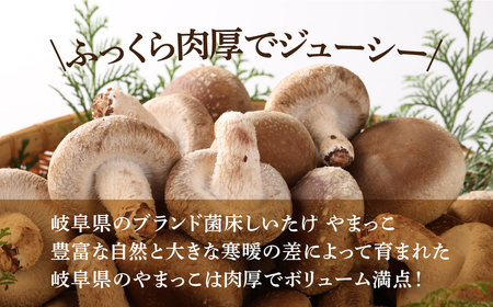 先行予約【期間限定】（2026年11月から順次発送）菌床生椎茸　詰め合わせ 1.2kg 椎茸  生しいたけ 【71-3】