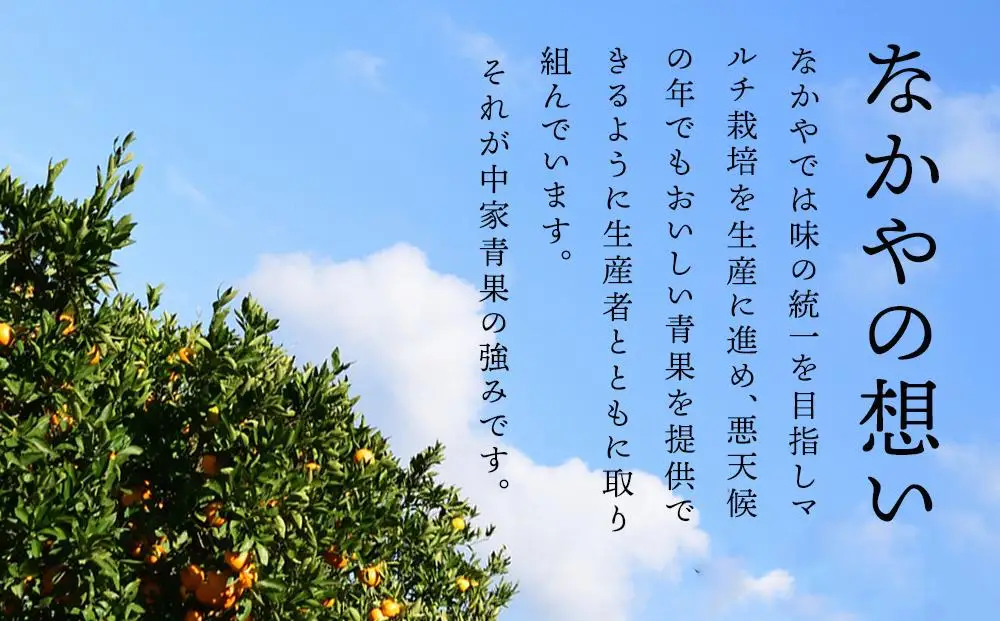 和歌山県産 糖度12.5度 以上 訳ありみかん5kg 3S ～ Lサイズ混合【NY5】