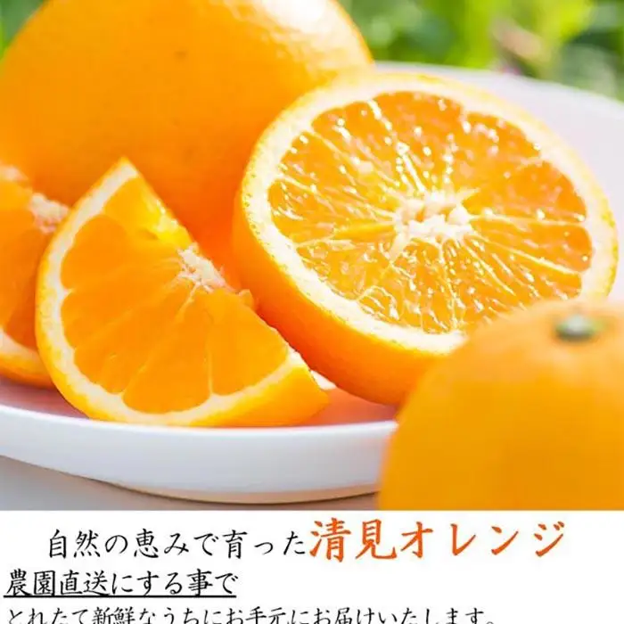 訳あり 清見オレンジ 混合 10Kg【令和9年3月から発送】清見オレンジ 