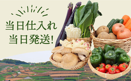 新鮮 野菜 キノコ 果物 11品目 詰め合わせ / 野菜 やさい きのこ キノコ 詰め合わせ セット / 吉岡青果 / 南島原市 [SCZ004]