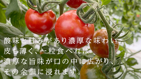 フルーツミニトマト 約1kg 【2026年1月10日発送開始】 