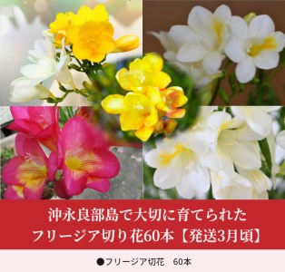 ■ 沖永良部島 で大切に育てられた フリージア 切り花 60本 【発送3月頃】 W008-017u 雑貨 日用品 花