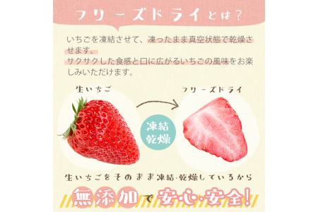 No.464 いちごのフリーズドライセット(赤いちご9g×3袋・白いちご8g×1袋) 国産 九州産 鹿児島県産 加工食品 加工品 苺 イチゴ 果物 くだもの フルーツ 小分け パック セット 保存食 常温 トッピング 保存料無添加 着色料無添加【ままりあ農園】