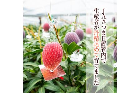 No.471 ＜先行予約受付中！2026年5月中旬から発送＞《期間・数量限定》完熟マンゴー2玉入り及び3玉入り(約950g以上)国産 九州産 フルーツ マンゴー ギフト 贈答 数量限定【さつま日置農協北部営農センター】