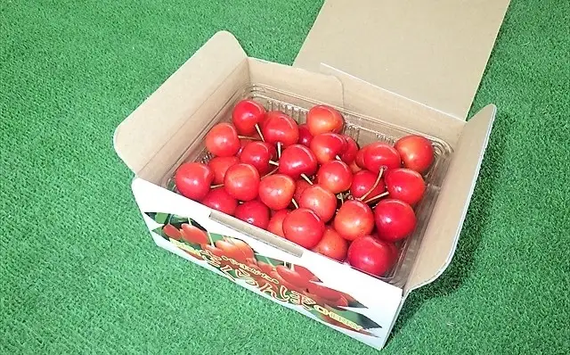 さくらんぼ（佐藤錦か紅秀峰）５００ｇ　２Ｌサイズ　0032-2601