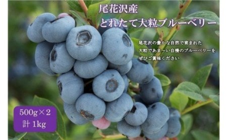 尾花沢産とれたて完熟ブルーベリー 生果実 1kg 500g×2パック 7月中旬~下旬頃発送 令和8年産 2026年産 ブルーベリー 果物 フルーツ 産地直送 kb-bbxxx1000 ※沖縄・離島への配送不可