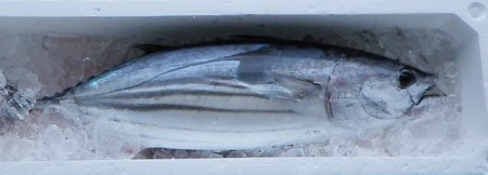 本場高知のカツオ まるごと１本（1.5kg～）※着日指定不可※鮮魚 鰹のたたき 刺身 お造り 煮魚 直送便【R00832】
