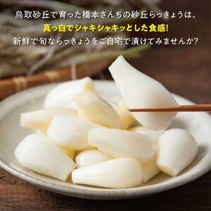 橋本さんちの根付き生らっきょう 6kg
