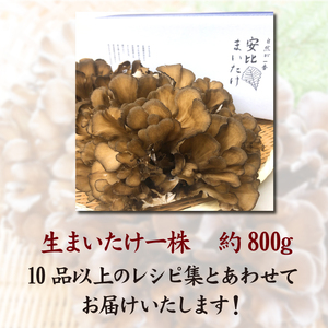 【早期予約 2026年9月発送開始予定】 生まいたけ 大株 約800g 【安比まいたけ】 ／ 生 まいたけ 安比 舞茸 マイタケ 国産 岩手県産 きのこ キノコ 茸 野菜 一株 炊き込みご飯 炊込みご飯 天ぷら てんぷら 味噌汁 みそ汁 煮物 お鍋 鍋 すきやき すき焼き ソテー 炒めもの パスタ おすすめ