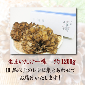 【早期予約 2026年9月発送開始予定】 生まいたけ 大株 約1200g 【安比まいたけ】 ／ 生 まいたけ 安比 舞茸 マイタケ 国産 岩手県産 きのこ キノコ 茸 野菜 一株 炊き込みご飯 炊込みご飯 天ぷら てんぷら 味噌汁 みそ汁 煮物 お鍋 鍋 すきやき すき焼き ソテー 炒めもの パスタ おすすめ