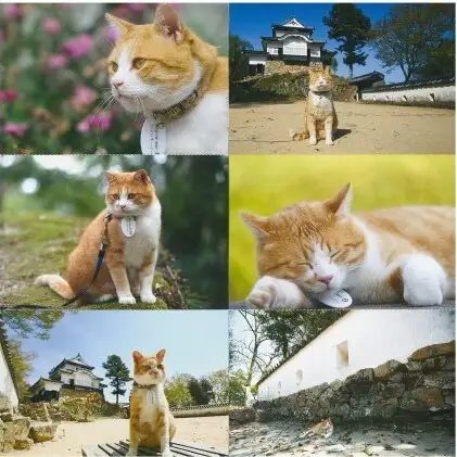 さんじゅーろーグッズセット 雑貨 文房具 小物 詰め合わせ ネコ 実写 猫城主 ポストカード メモ帳 A6 サイズ ピンバッヂ ラバー キーホルダー 