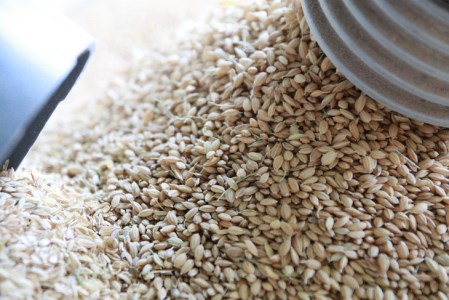 【令和7年産】にじのきらめき 精米10kg【荒川アグリ】 | 米 こめ コメ こしひかり 国産 単一米 茨城県産 古河市 ※2025年10月上旬頃より順次発送予定 _DH01