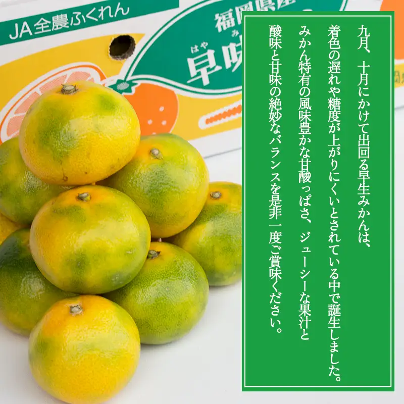 福岡ブランドみかん・早味かん約2kg 3V16