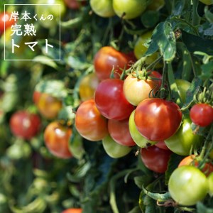 岸本くんの完熟トマト 約3.2kg ( 400g×８パック ) 野菜 産地 直送 人気 国産 愛媛県 愛南町 発送期間：2026年2月1日-6月20日