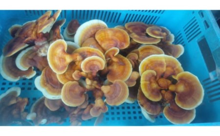 岩櫃山麓の霊芝（レイシ） 野菜 きのこ 乾燥 マンネンタケ 煎じる 食前 飲用 霊芝茶 焼酎 霊芝酒 群馬県産 東吾妻町産 国産 日本産 