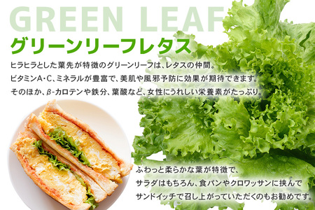 リーフレタスセット 約2Kg 那珂市産 新鮮 レタス リーフレタス フリルレタス グリーンリーフ 無農薬 野菜 栽培期間中農薬不使用 詰め合わせ セット 水耕栽培 LED 栽培 ベジタブル 副菜 常備菜 サラダ ヴィーガン ヘルシー