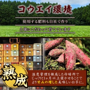 a845-A 鹿児島県産さつまいもシルクスイート土付き5kg(生芋)【コウエイ環境】