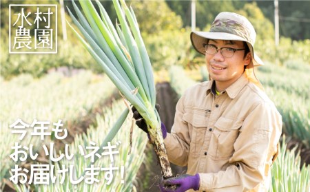 《先行予約》飛騨の根深ねぎ 5kg 訳あり ねぎ ネギ 水村農園