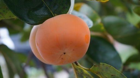 甲州屋商店厳選 甘柿 約3kg 12～20個【2026年発送】B-139