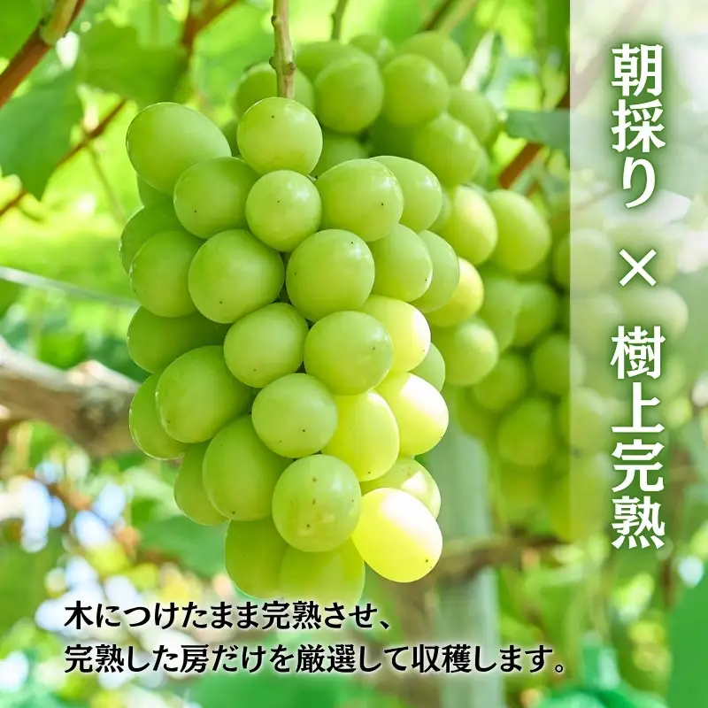 ＜2026年発送分　先行予約受付中！！＞ 厳選朝採りシャインマスカット 約1.6～2.0kg（2～3房）シャインマスカット