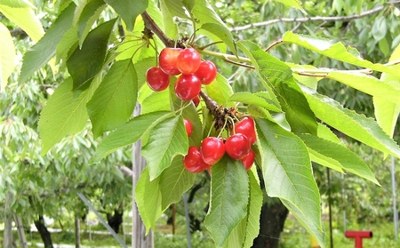 さくらんぼ（佐藤錦）１ｋｇ　0015-2602