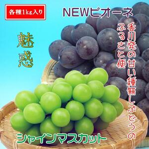 《2026年発送》シャインマスカット & ニューピオーネ セット 約2kg ( 種なしシャインマスカット 約1kg & 種なしニューピオーネ 約1kg ) 香川産 ｜ぶどう マスカット 人気品種 コラボ