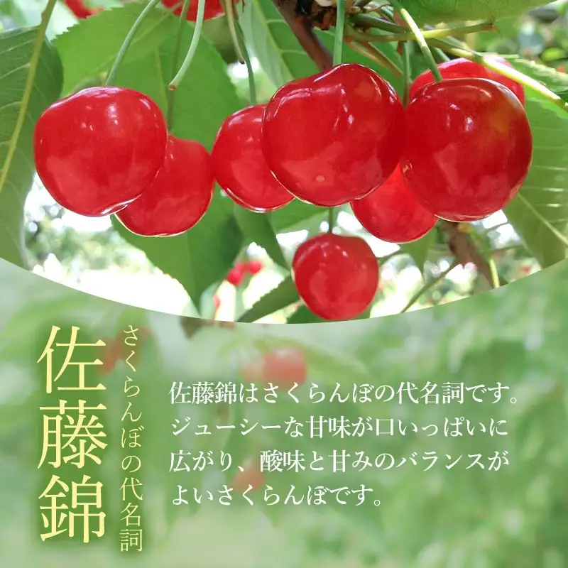 【令和8年産先行予約】佐藤錦 1kg 2L～Lサイズ 混合 バラ詰め 小林農園 さくらん坊