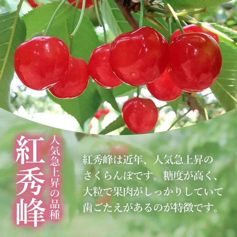 【令和8年産】 さくらんぼ　紅秀峰 2Lサイズ バラ詰め 1kg(500g×2P)　小林農園　| 紅秀峰 さくらんぼ サクランボ 人気 山形県産 約1kg 大粒 美味しい 甘い 完熟 ジューシー 朝採り 初夏 旬 果物 期間限定 フルーツ 数量限定 産地直送 ギフト 贈答用 送料無料 東北 山形 鶴岡 羽黒町産 返礼品