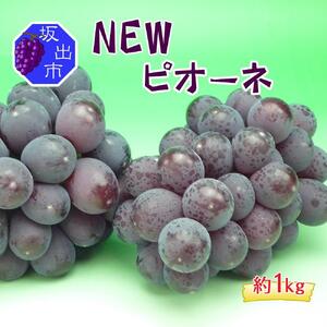 《2026年発送》ニューピオーネ 秀品 2kg ( 約3 ~ 5房 )  ｜ぶどう 香川産 人気品種