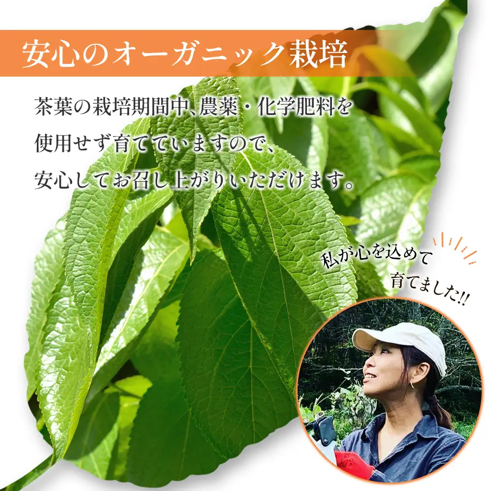 広島杜仲茶3袋セット FU035_001