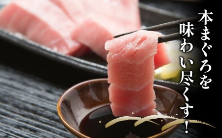 本まぐろ お刺し身用 中トロ 5人前 (800g) | まぐろ 刺し身 津久見市