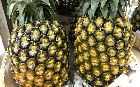 パイナップル【2026年発送】久米島印商店「ゴールドバレル」黄金パイナップル2個（1.3kg以上×2個） パインフルーツ