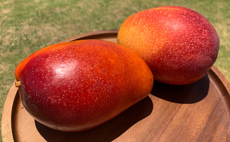 マンゴー【2026年発送】完熟直送！本永さんの久米島マンゴー 約2kg ◆秀品◆  フルーツ 果物