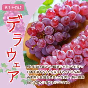 【先行予約】 定期便 令和8年産 ぶどうの定期便 全3回
