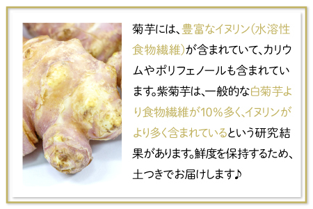 農薬化学肥料不使用の紫菊芋　5kg【菊芋 野菜 紫菊芋 芋 赤菊芋 農薬不使用 化学肥料不使用 季節限定 期間限定 数量限定 島根県 大田市】
