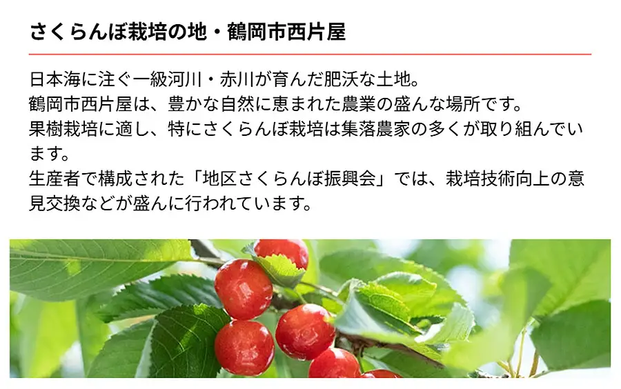 【令和8年産先行予約】さくらんぼ 佐藤錦　500g（ Lサイズ以上）　マルイチ農園