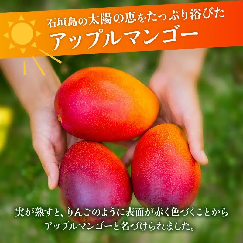 石垣島 マンゴー 約1kg