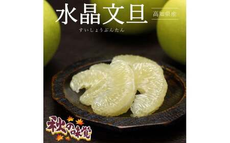【先行予約】高知県産水晶文旦 特選ご贈答用 特大7個もしくは大玉8個〈2026年10月上旬～11月上旬頃発送〉  【白木果樹園】[BQAI018]