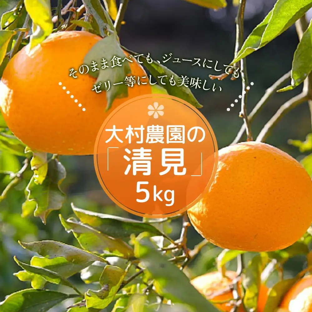 【先行予約】大村農園 みかん 清見 5kg | みかん 津久見市