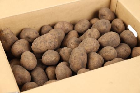 ［先行受付］おとふけ産じゃがいも「インカのめざめ」10kg（Mサイズ）【A36】