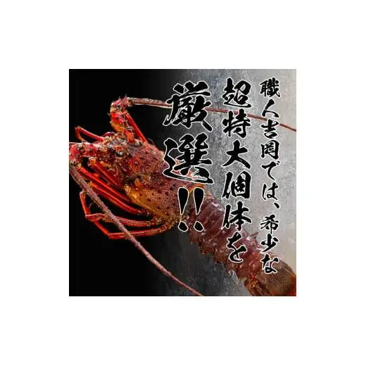 【 伊勢海老 】 超特大伊勢海老 800g以上 1尾